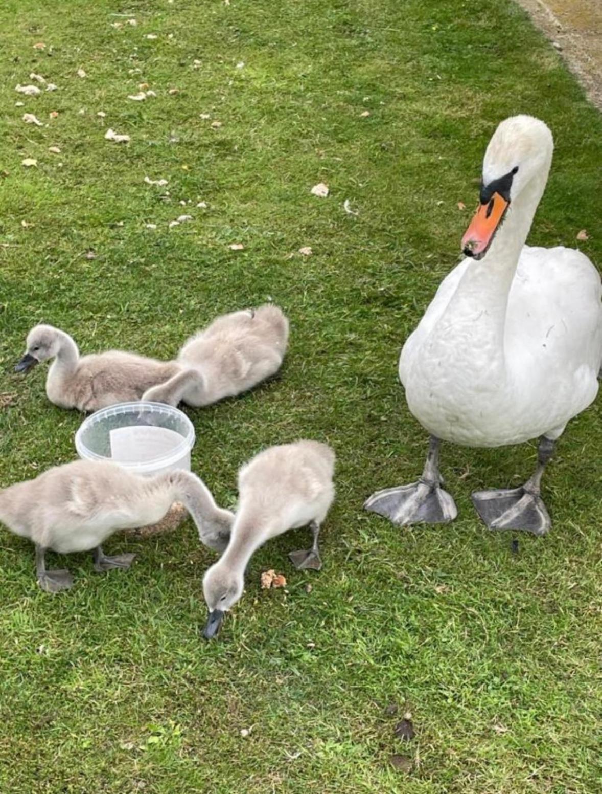 Swan View Retreats # Hottub # Egg Chair # Bbq & Bikes Included 8 Berth Tattershall Eksteriør bilde